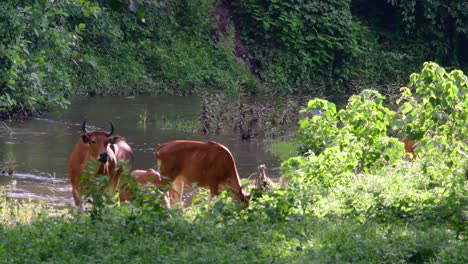 Banteng-Oder-Tembadau-Ist-Ein-Wildrind,-Das-In-Südostasien-Vorkommt-Und-In-Einigen-Ländern-Ausgestorben-Ist