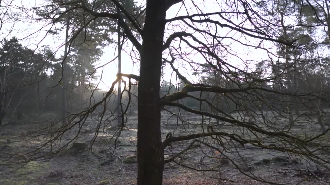 겨울의 숲의 해가 뜨는 것
