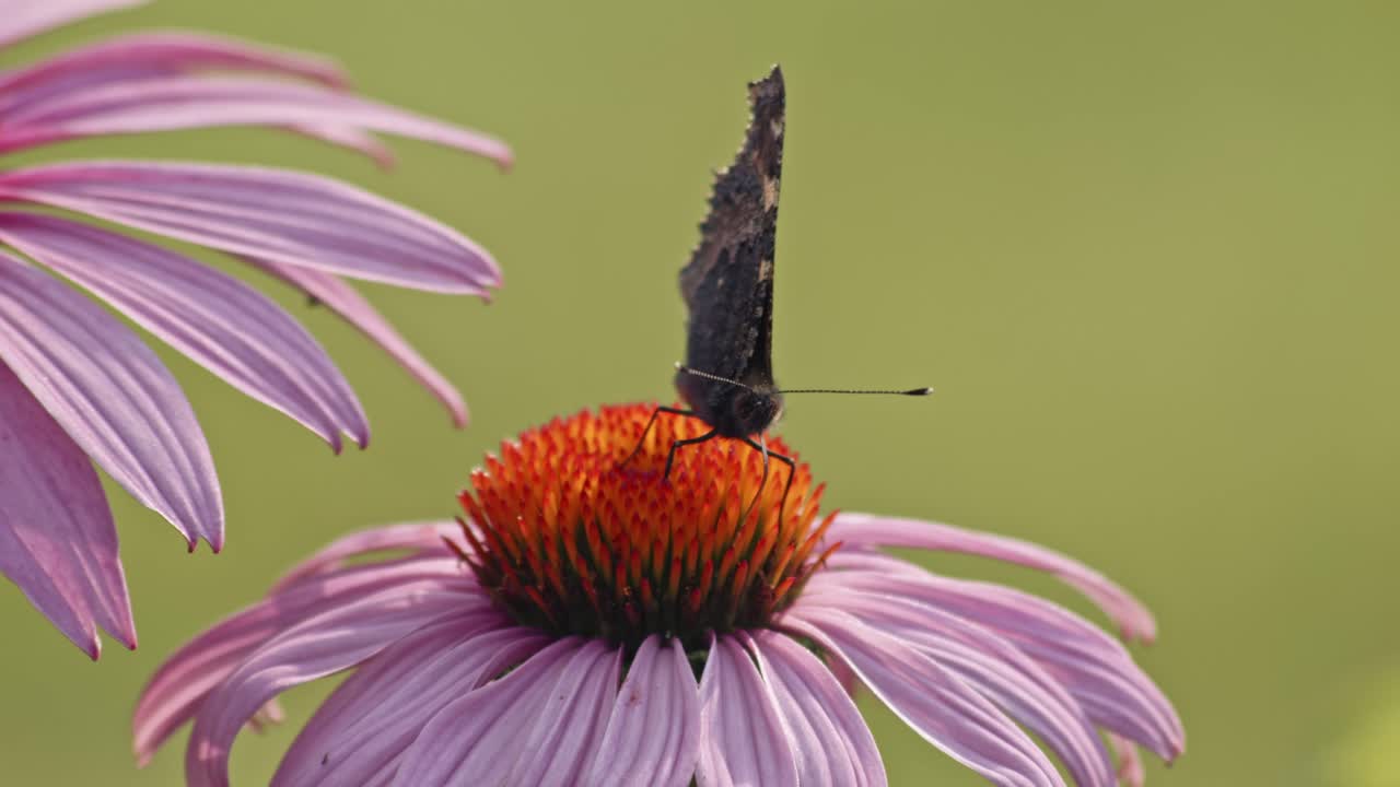 pequeña mariposa tortoiseshell bebiendo néctar de equinácea púrpura - macro-1