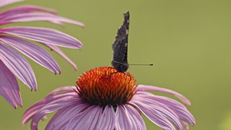 small tortoiseshell butterfly sipping nectar from purple coneflower - macro-1