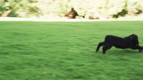 dog relaxing on green grass in sunny park, enjoying peaceful afternoon, copy space