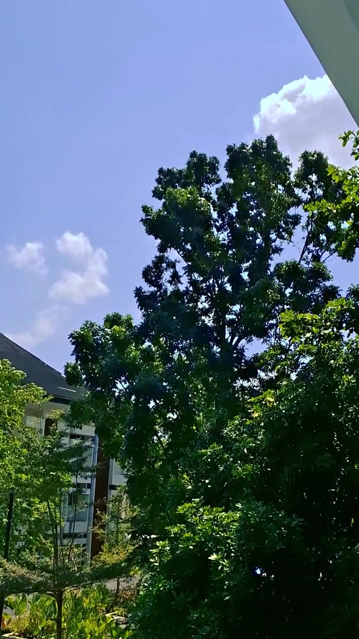 Árvore Verde Exuberante Balançando ao Vento Sob um Céu Azul Ensolarado