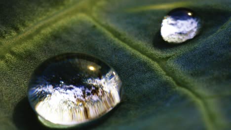 gotas de agua en una hoja