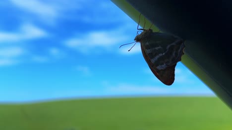 a serene butterfly perched on a surface under the clear blue sky, capturing nature's beauty in focus amidst rolling green landscape in the background