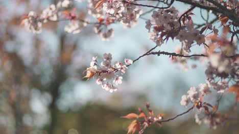 Beautiful-Sakura-Blossoms-In-Kyoto,-Japan-On-A-Sunny-Spring-Day---close-up-shot