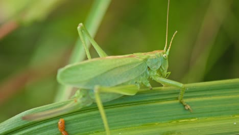 Getarnte-Grüne-Heuschrecke,-Die-Auf-Grünem-Pflanzenblatt-Sitzt