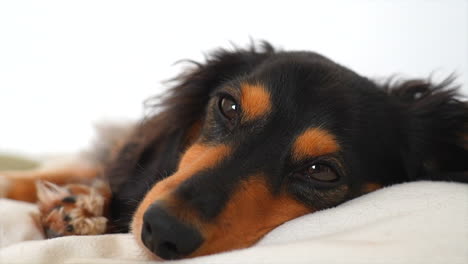 sausage dog relaxing whilst licking it’s lips