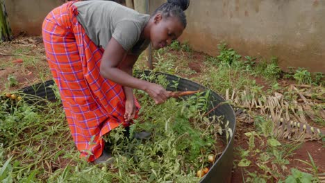 african woman in a traditional masai blanket picking carrots from a rural garden