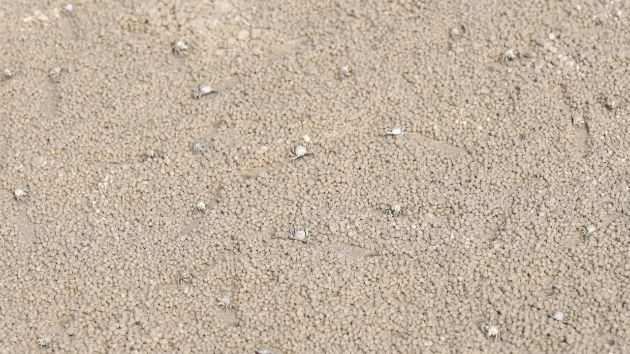 작은 크래브는 먹는 동안 모래 공을 만들고 있습니다.