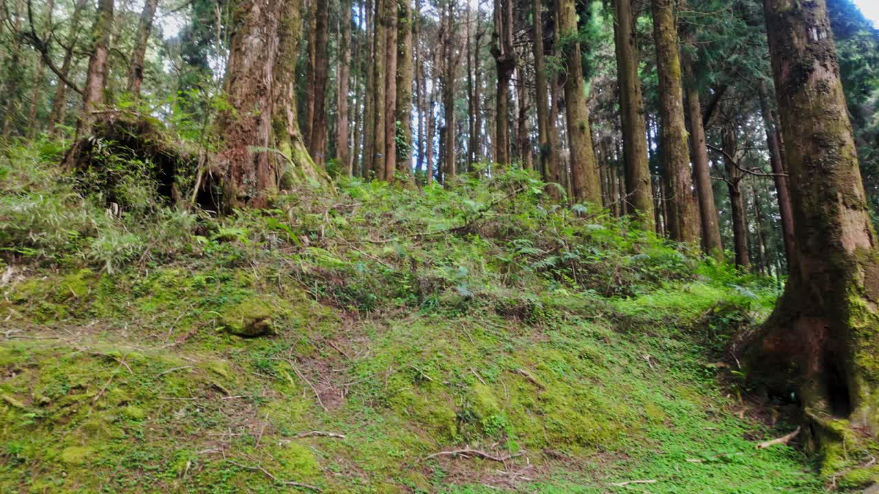 Tall trees in Alishan's lush forest, perfect for nature themes
