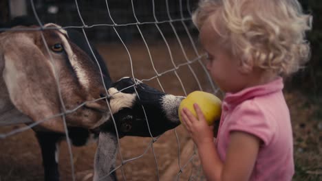 a cute little girl feeding goats an apple through a fence