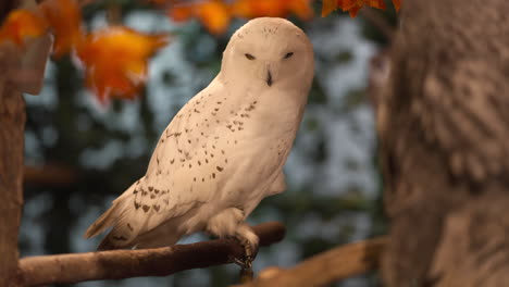 large white snowy owl squinting and moving head up and down