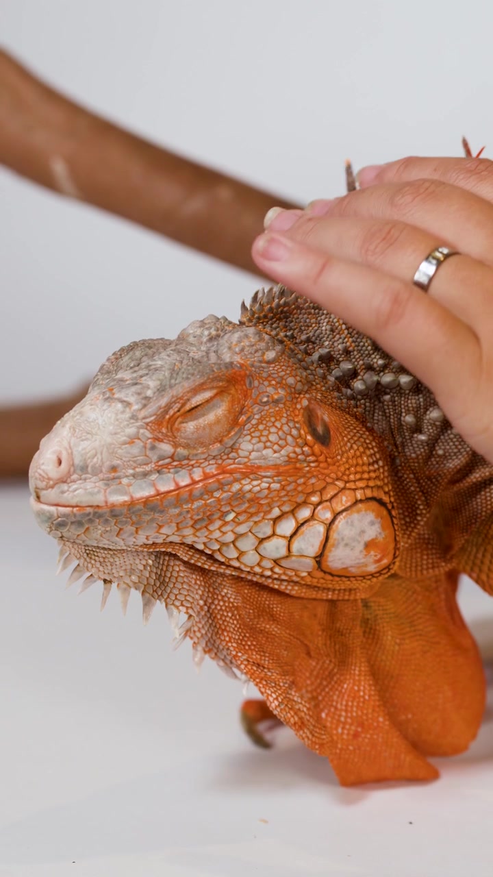 La mano di una persona accarezza delicatamente la testa di una calma iguana arancione su sfondo bianco.