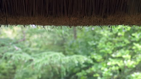 rain drops dripping from thatched roof seen from inside forest cottage