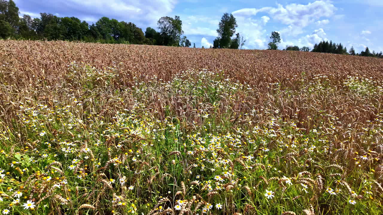 Wild flowers exude natural beauty. Flowers garden as background nature videos.