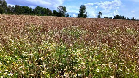 wild flowers exude natural beauty. flowers garden as background nature videos.