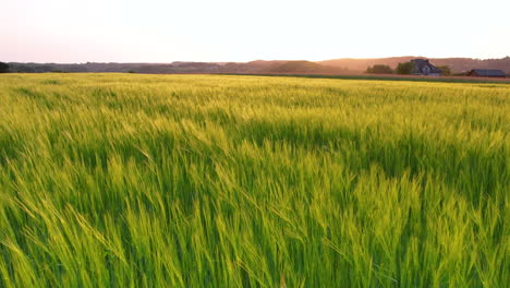 golden sunset light bathed over gently swaying green wheat field