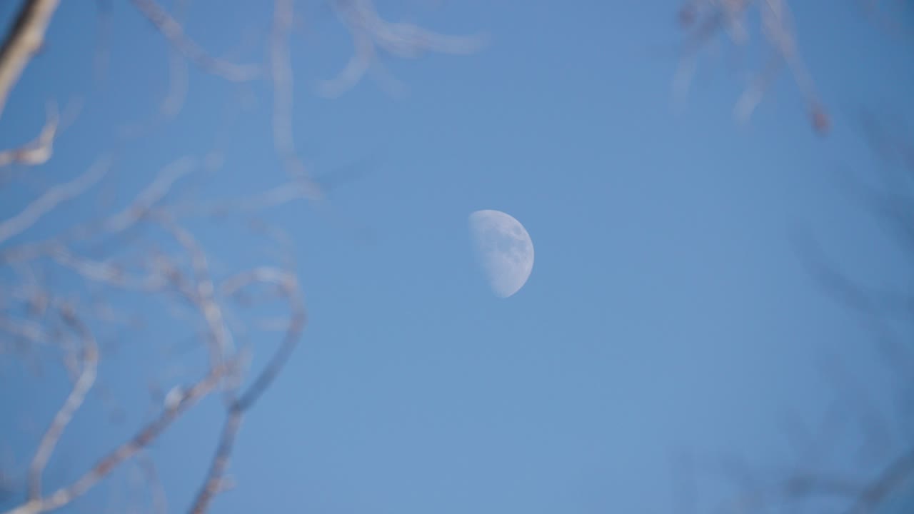 낮에는 나무에서 달로 초점을 맞추십시오.