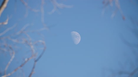 Enfoque-En-Rack-Desde-El-árbol-Hasta-La-Luna-Durante-El-Día