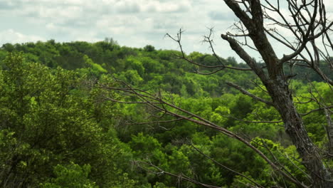 üppiger-Wald-Hinter-Einem-Langsam-Sterbenden-Baum