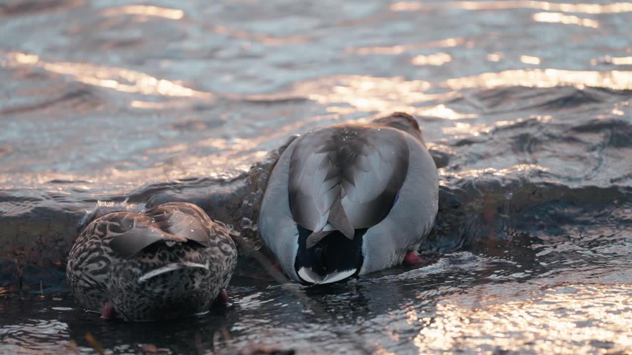 patos silvestres que buscan comida en una superficie de agua ondulada durante la puesta de sol