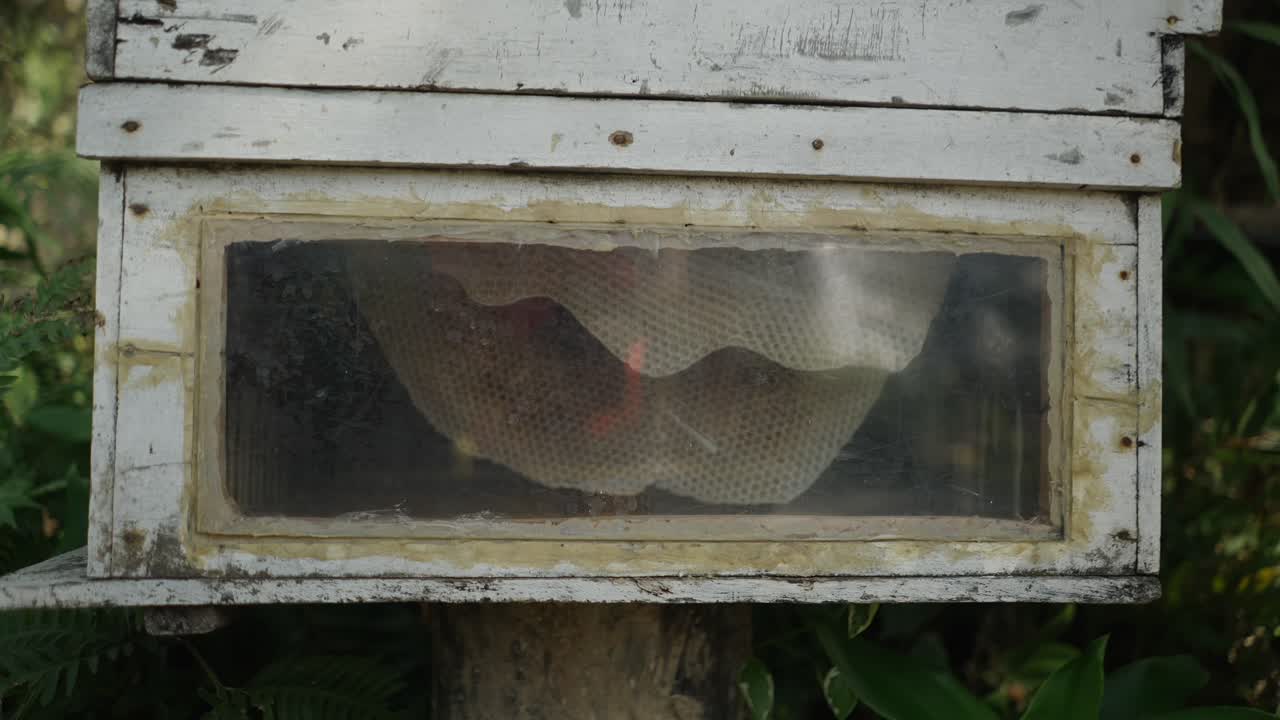 A white wooden beehive with a transparent window showing honeycomb inside