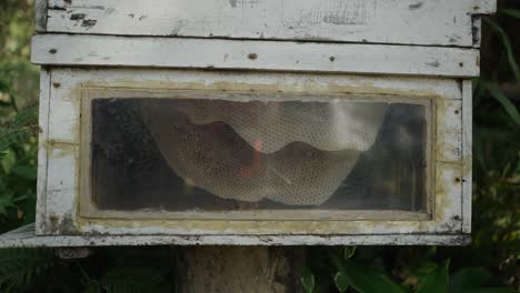 a white wooden beehive with a transparent window showing honeycomb inside
