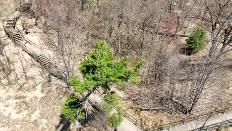 High-angle-surround-spin-of-pine-tree