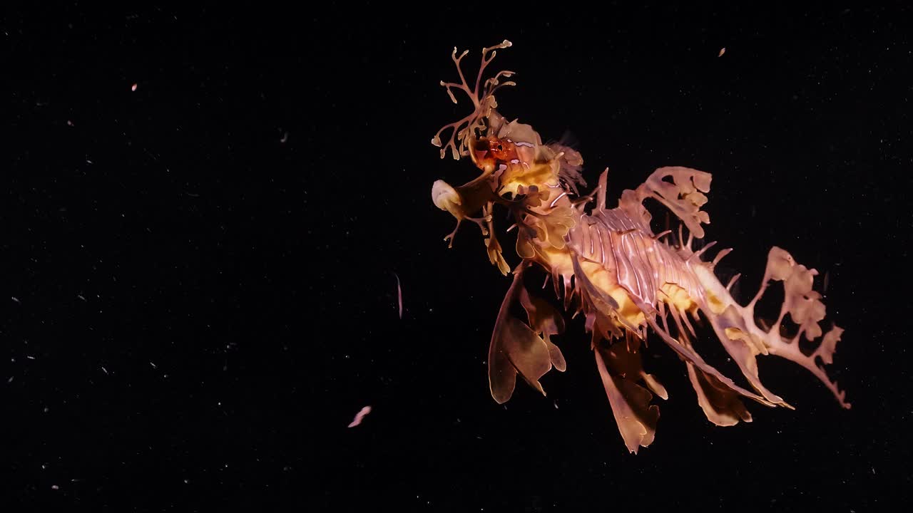 잎이 많은 바다용 phycodurus는 밤에 계란 4k 25fps 슬로우 모션으로 먹이를 줍니다.