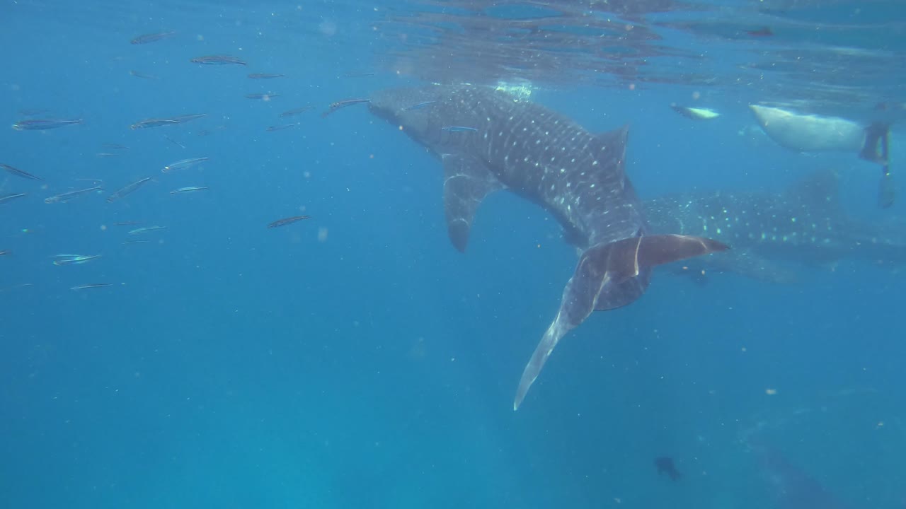 los tiburones ballena nadan cerca de la superficie del mar con múltiples peces pequeños rodeándolos