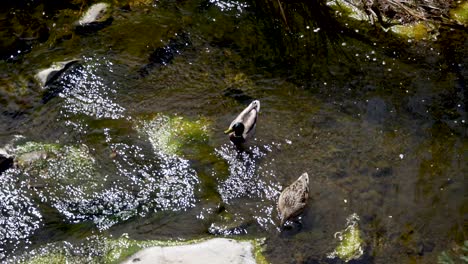 Stockenten-Schwimmen-Im-Arroyo-Conejo