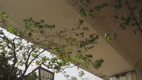 día de viento susurrando hojas en las ramas que sobresalen