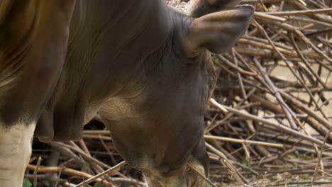 Nahaufnahme-Eines-Java-Banteng-Bullen,-Der-Sich-Von-Zweigen-Ernährt,-Trockene-Umgebung-In-Südostasien