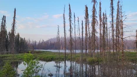 looking across a picturesque lake towards the remains of a fire devastated forest