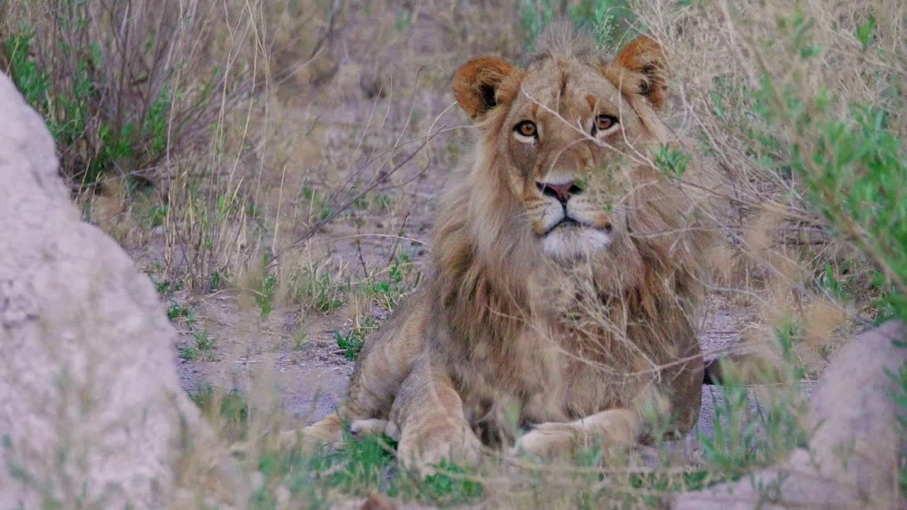 Unavený bezhřívý lev ležící a lízající si tlapu v Nxai Pan, Botswana – detailní záběr.