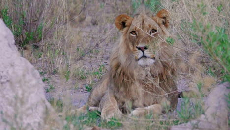 Un-León-Sin-Melena-Cansado-Tendido-Y-Lamiendo-Su-Pata-En-Nxai-Pan,-Botswana---Primer-Plano