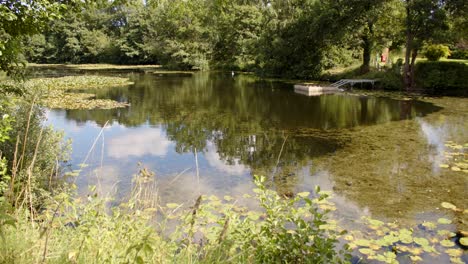 Weitwinkelaufnahme-Eines-Sonnigen-Sees-Mit-Laub-Und-Baum-Im-Vorder--Und-Hintergrund