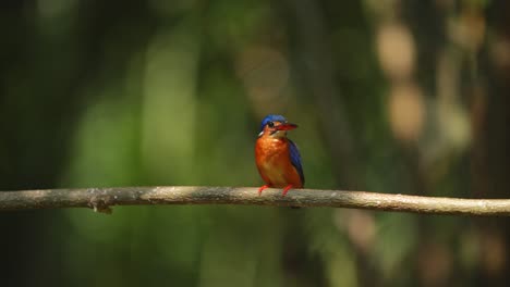 un pájaro pescador de orejas azules estaba defecando y luego de pie en silencio en una rama
