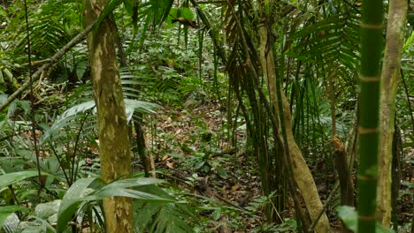 El-Mono-Solitario-Deambula-Por-La-Densa-Jungla-Verde