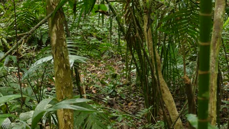 Lonely monkey is roaming through dense green jungle