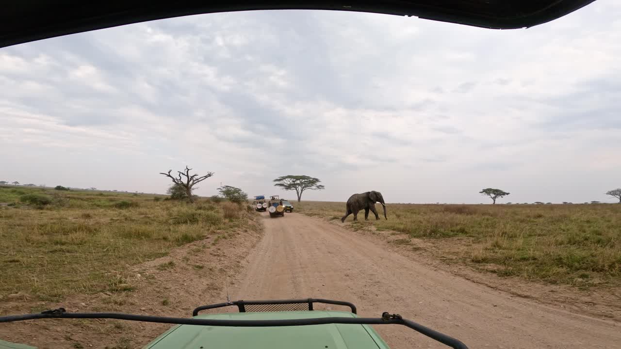 Elephant crossing road in Serengeti National Park, Tanzania during a safari trip