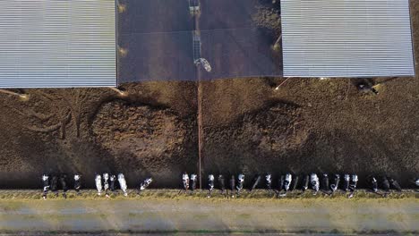 cow animal farm factory production drone aerial view amidst agricultural field