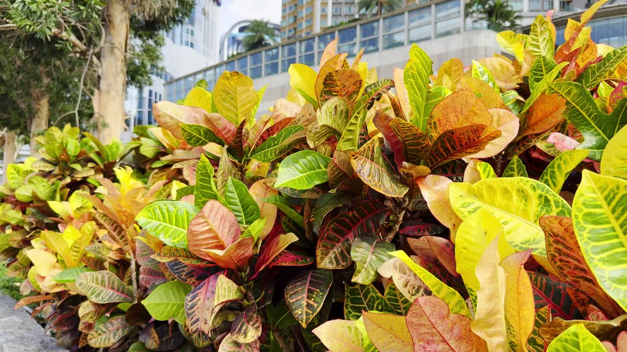 Footage of a Hong Kong pathway adorned with vibrant, colorful plants, showing pedestrians strolling, urban greenery, and a peaceful city atmosphere, highlighting scenic landscapes and city life