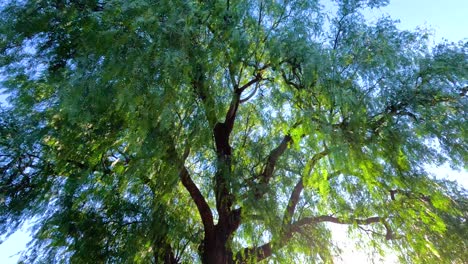 Sunlit eucalyptus tree at Melbourne Zoo showcasing nature's beauty