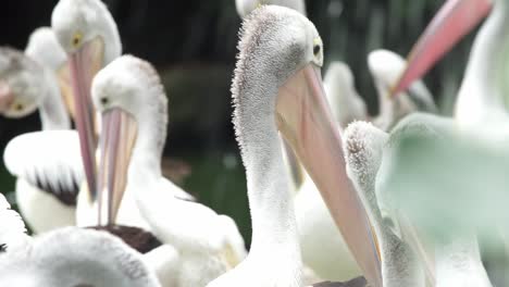 Flock-of-pelicans-groom-and-preen-feathers-in-pond,-blurred-background-of-white-birds