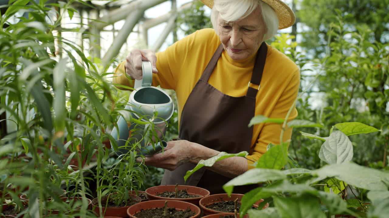 Senior Woman Watering Plants in Greenhouse