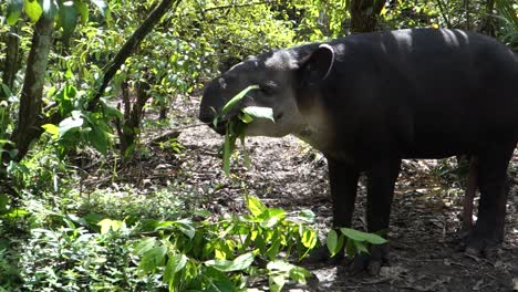 Ein-Tapir-Kaut-Auf-Vegetation-Im-Wald-1