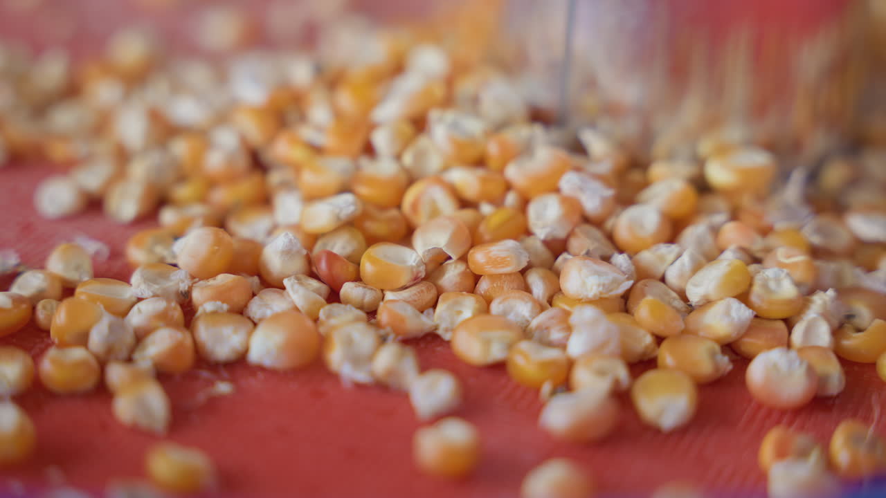 Chicchi di mais sparsi sulla superficie della cucina. Distribuzione di chicchi di mais a scopo espositivo e di preparazione. Disposizione di semi di mais sparsi su un vassoio per la presentazione al mercato o in dispensa.