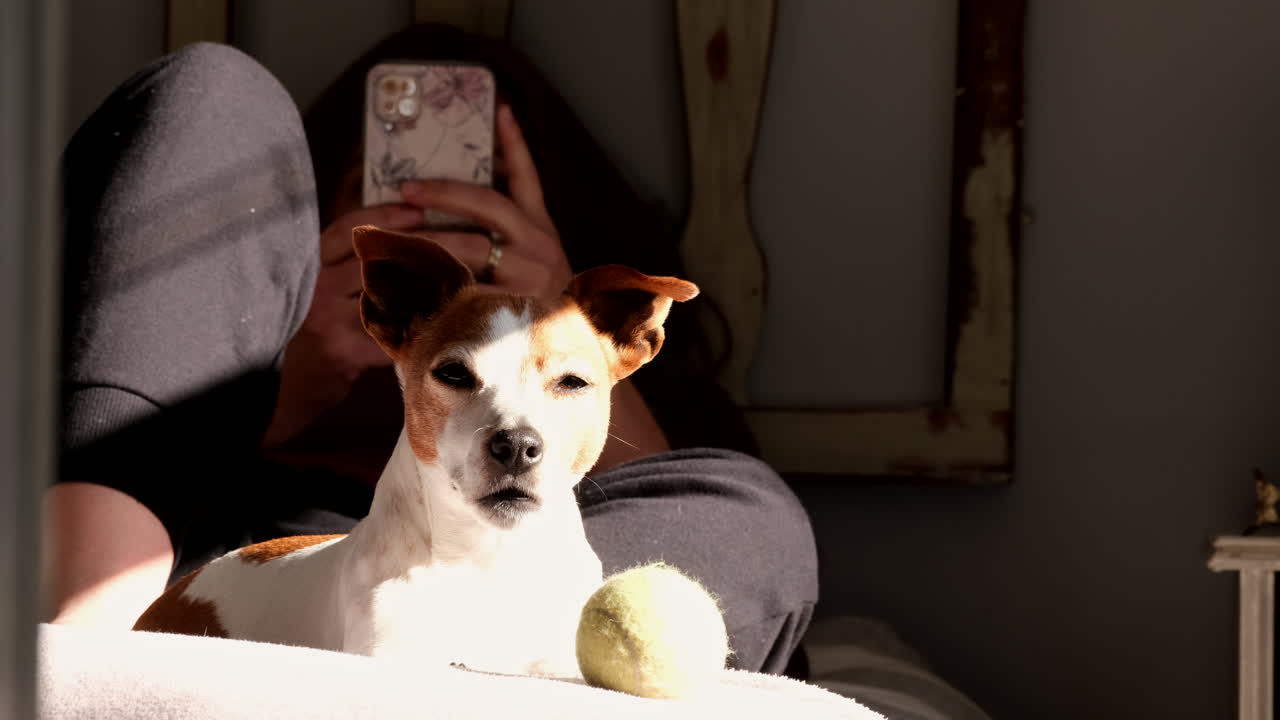Alert Jack Russell dog with ball sunning itself on bed at feet of female owner