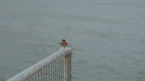 Vogelpaare-Genießen-Verspielte-Momente-An-Einem-Sonnigen-Strand